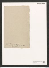 Synedra ulna var. subaequalis (Grun.) V. H. (de-Toni-Nr.: Genus 66, Species 2584) Zeichnungen Sammlung Grunow (NHMW-BOT-W0373608)